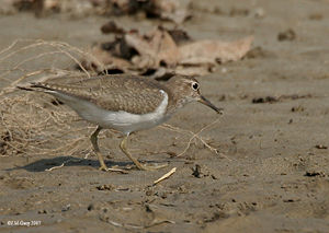 Common Sandpiper I IMG 1464.jpg