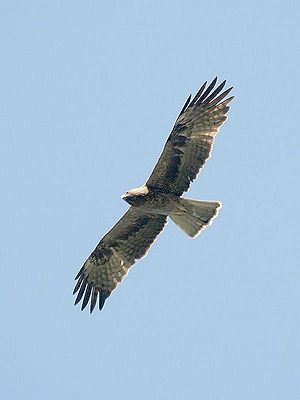 Bonelli's Eagle I IMG 3234.jpg
