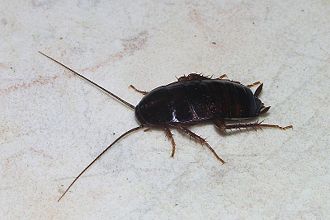 Cucaracha negra.jpg